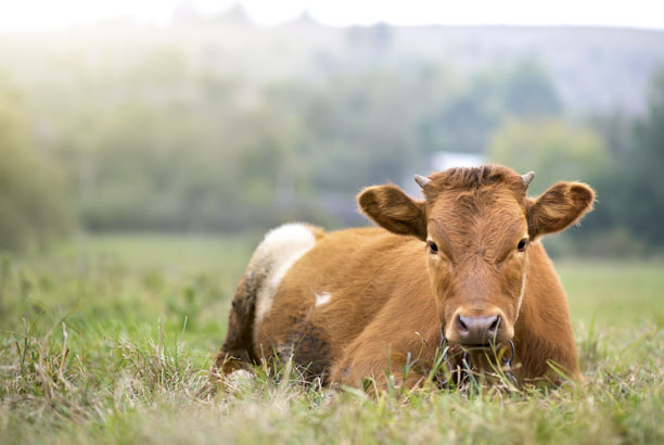 Vacances-passion - Ferme pédagogique du Pichet - Norroy-sur-Vair - Vosges