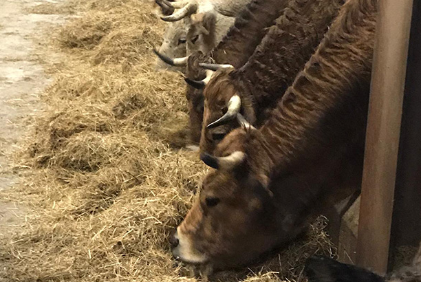 Vacances-passion - Le Chalet du Ticou** - Bolquère - Pyrénées-Orientales
