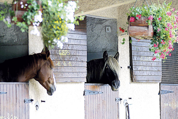 Vacances-passion - Centre équestre Cheval Bugey - Ceyzériat - Ain